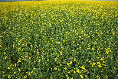 《漫威蜘蛛侠2》将有画质和性能两种画面模式